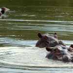 Colombia aplicará la eutanasia a hipopótamos de Pablo Escobar, ¿por qué razón?