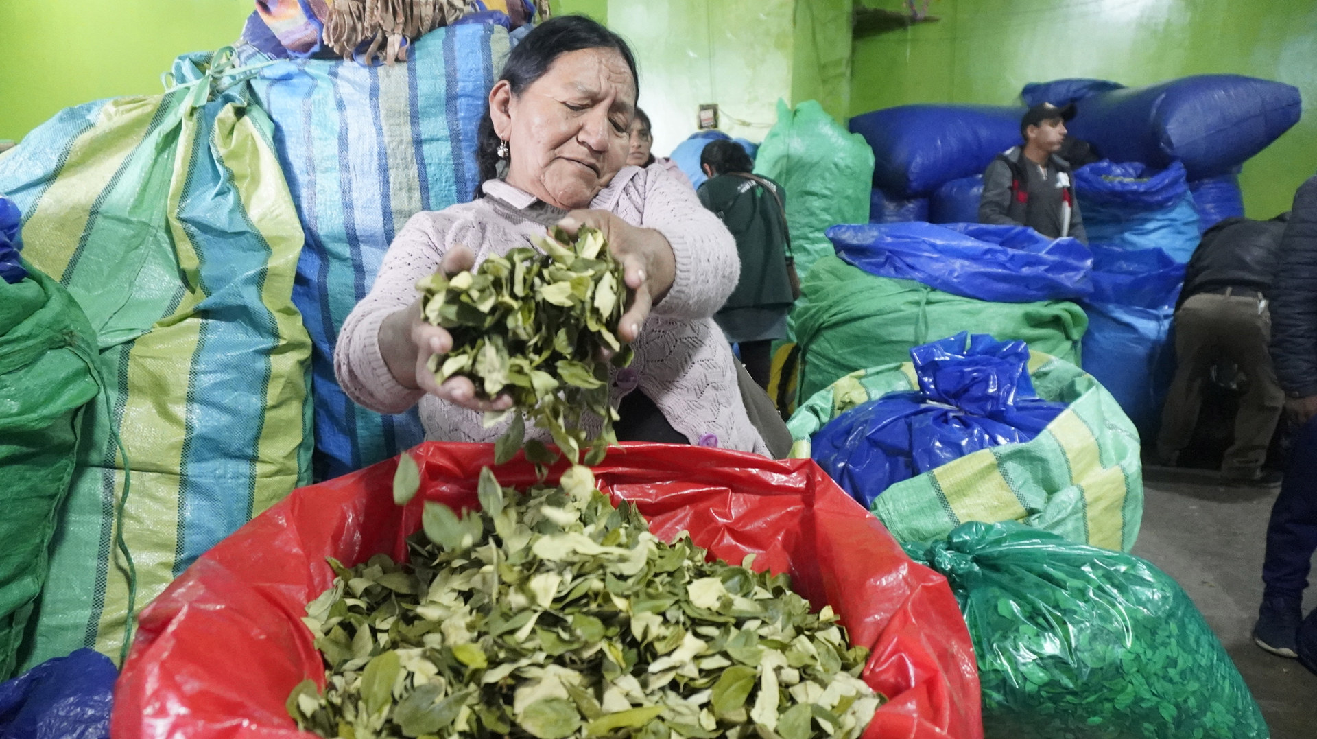 En Bolivia Buscan La Industrialización De La Sagrada Hoja De Coca