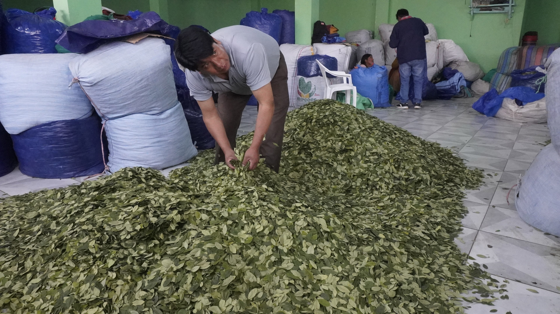 La hoja de coca en Bolivia, un símbolo cultural que busca su despenalización