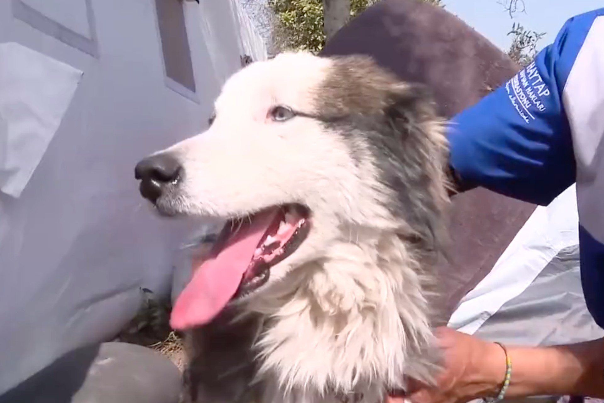 #Video Rescatan a perro vivo de entre los escombros en Turquía, a casi un mes de sismos #Video Rescatan a perro vivo de entre los escombros en Turquía, a casi un mes de sismos