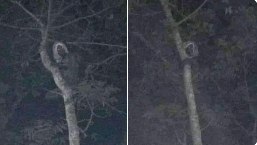 Twitter advierte información falsa en tuit de AMLO sobre presunto aluxe