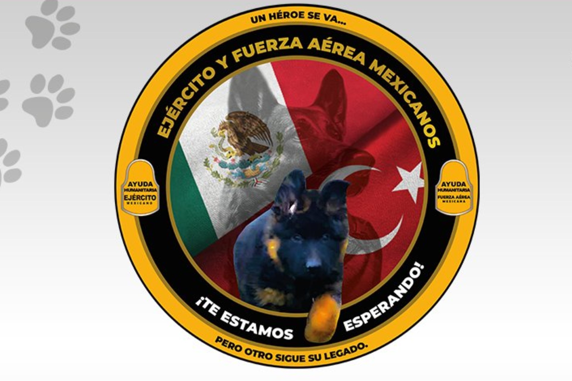 Cachorro turco se unirá a binomios caninos de Sedena en homenaje a Proteo Cachorro turco se unirá a binomios caninos de Sedena en homenaje a Proteo