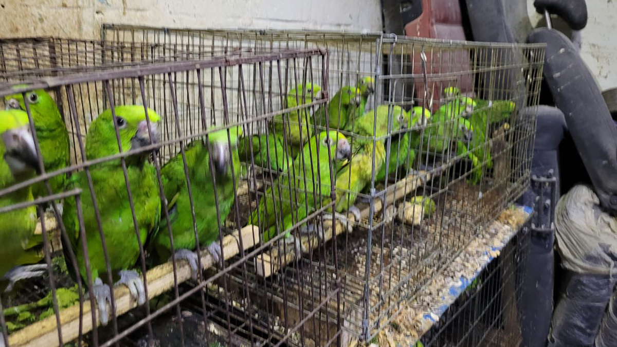 Rescatan en Iztapalapa mil 500 aves exóticas, monos y cachorros Rescatan en Iztapalapa mil 500 aves exóticas, monos y cachorros