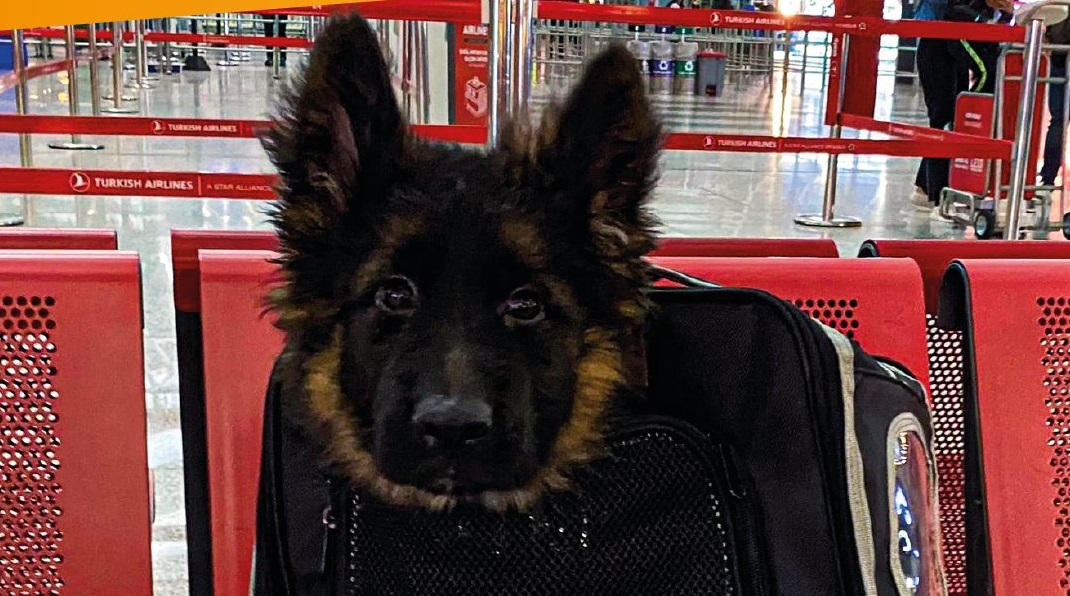 “German Shepherd Puppy Donated by Turkey in Memory of Fallen Rescue Dog”