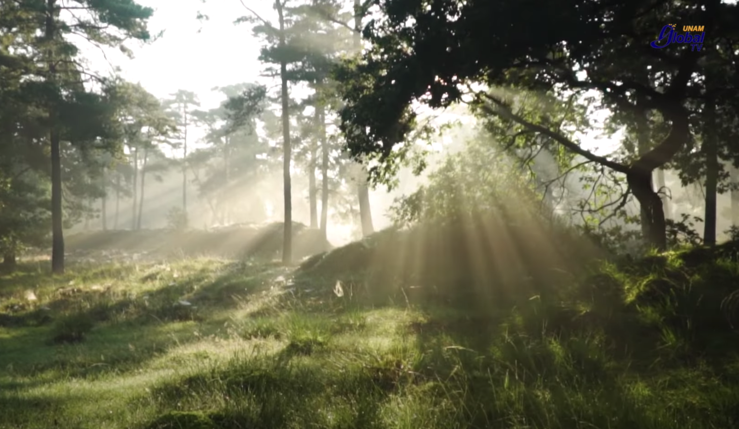 ¿Sabías que hay más de cinco sentidos?