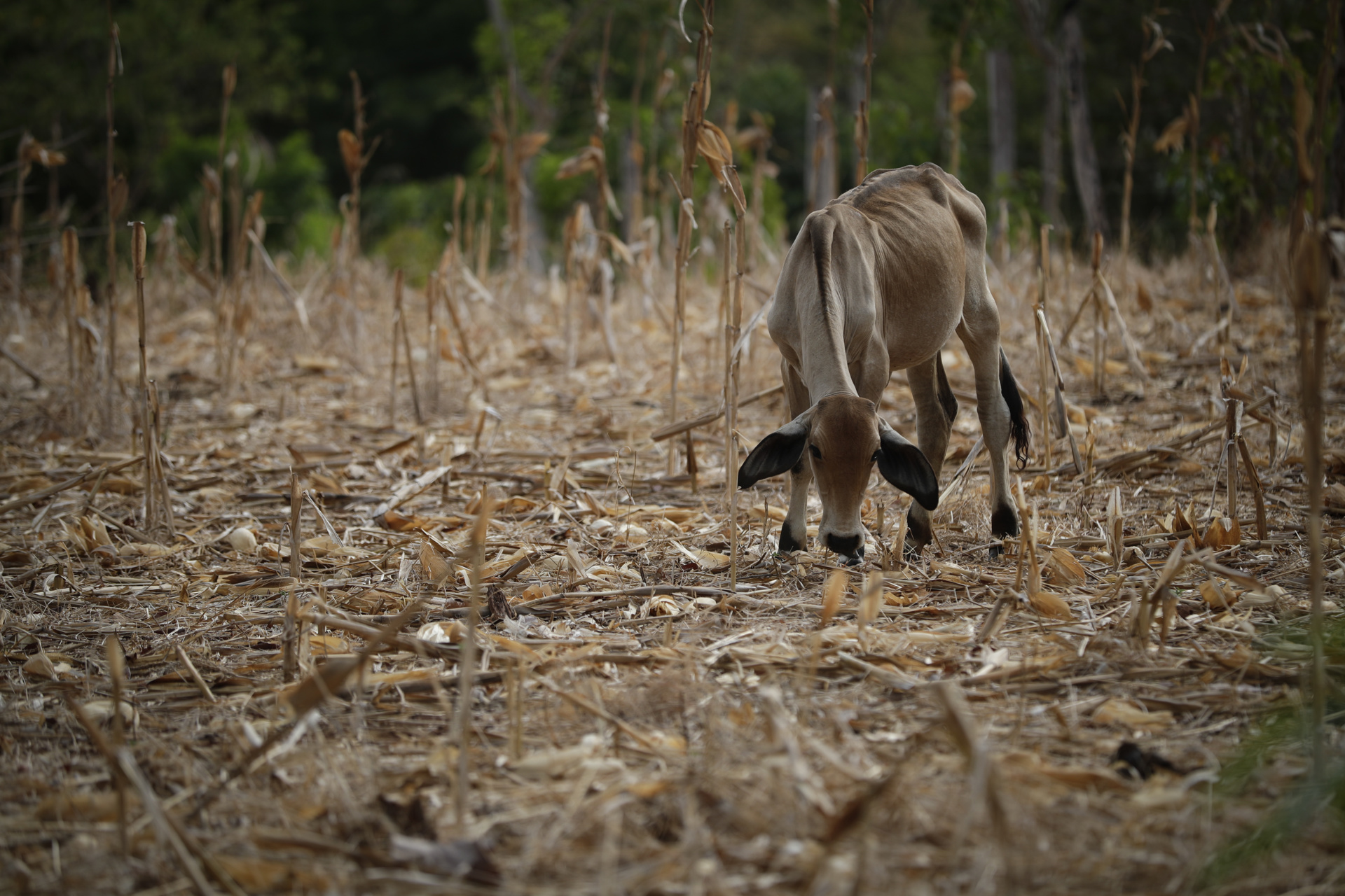 Ganaderos de Centroamérica se declaran en crisis ante la llegada del fenómeno de “El Niño”