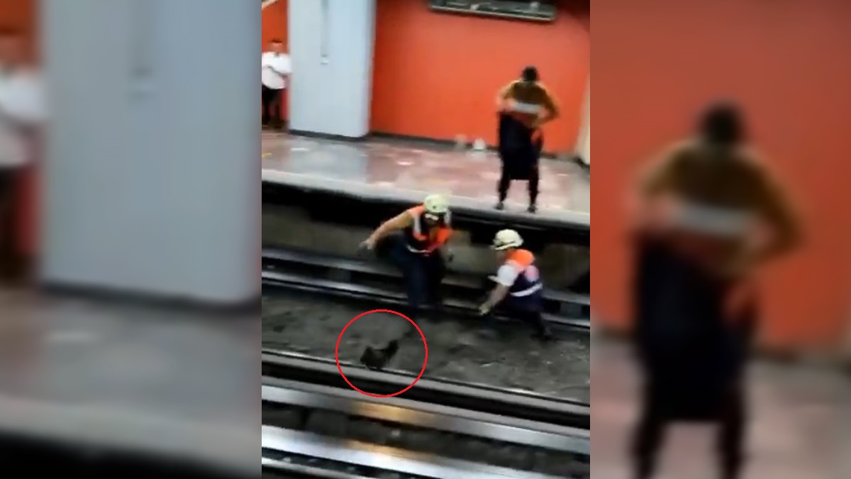 #Video Gallina interrumpe servicio en Línea 9 del Metro
