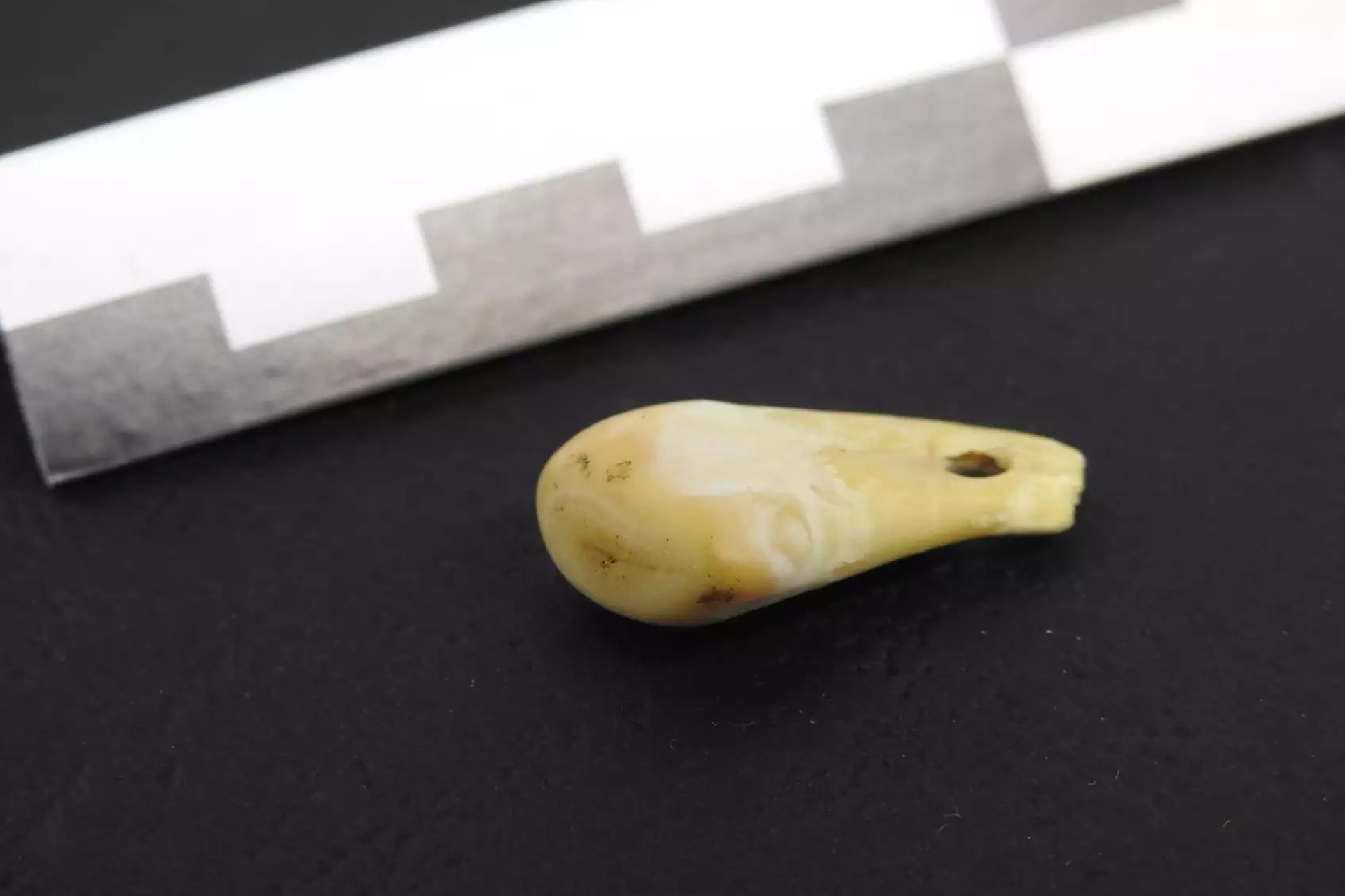 Nueva técnica recupera ADN de una mujer en collar de hace 20 mil años Nueva técnica recupera ADN de una mujer en collar de hace 20 mil años