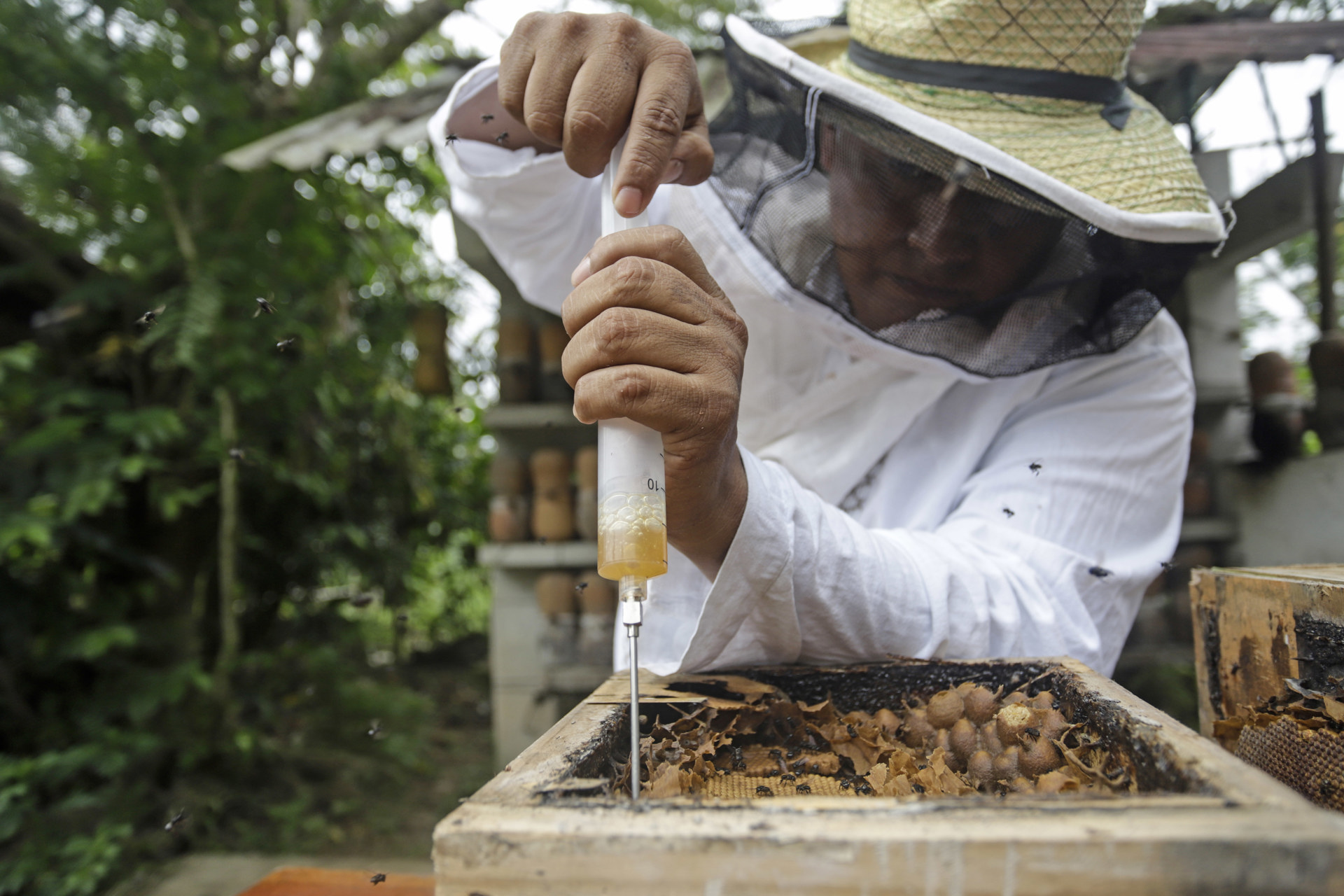 La Abeja Melipona Produce En México Una Miel única Y Llena De Propiedades