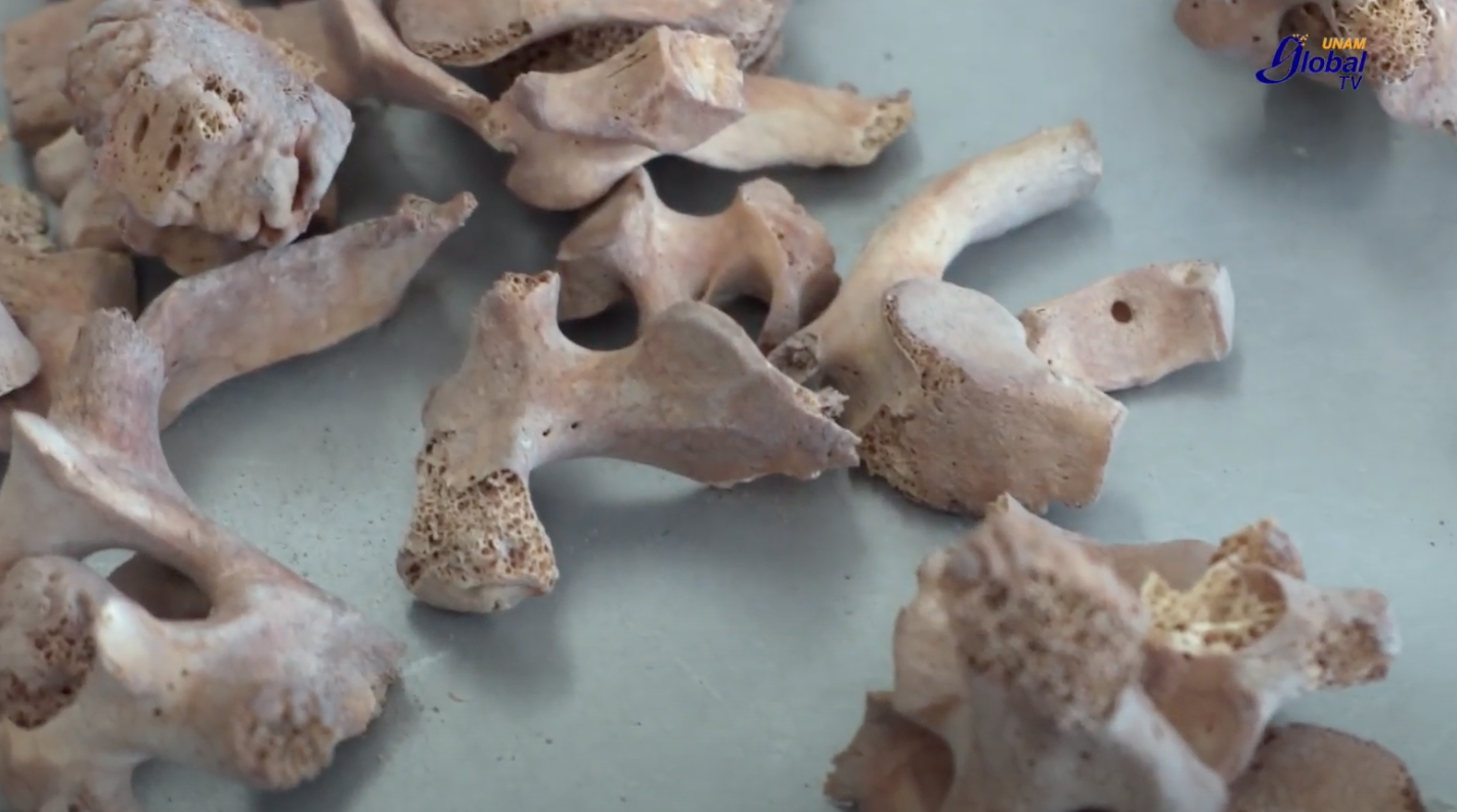 Buscan identidad y justicia en los huesos