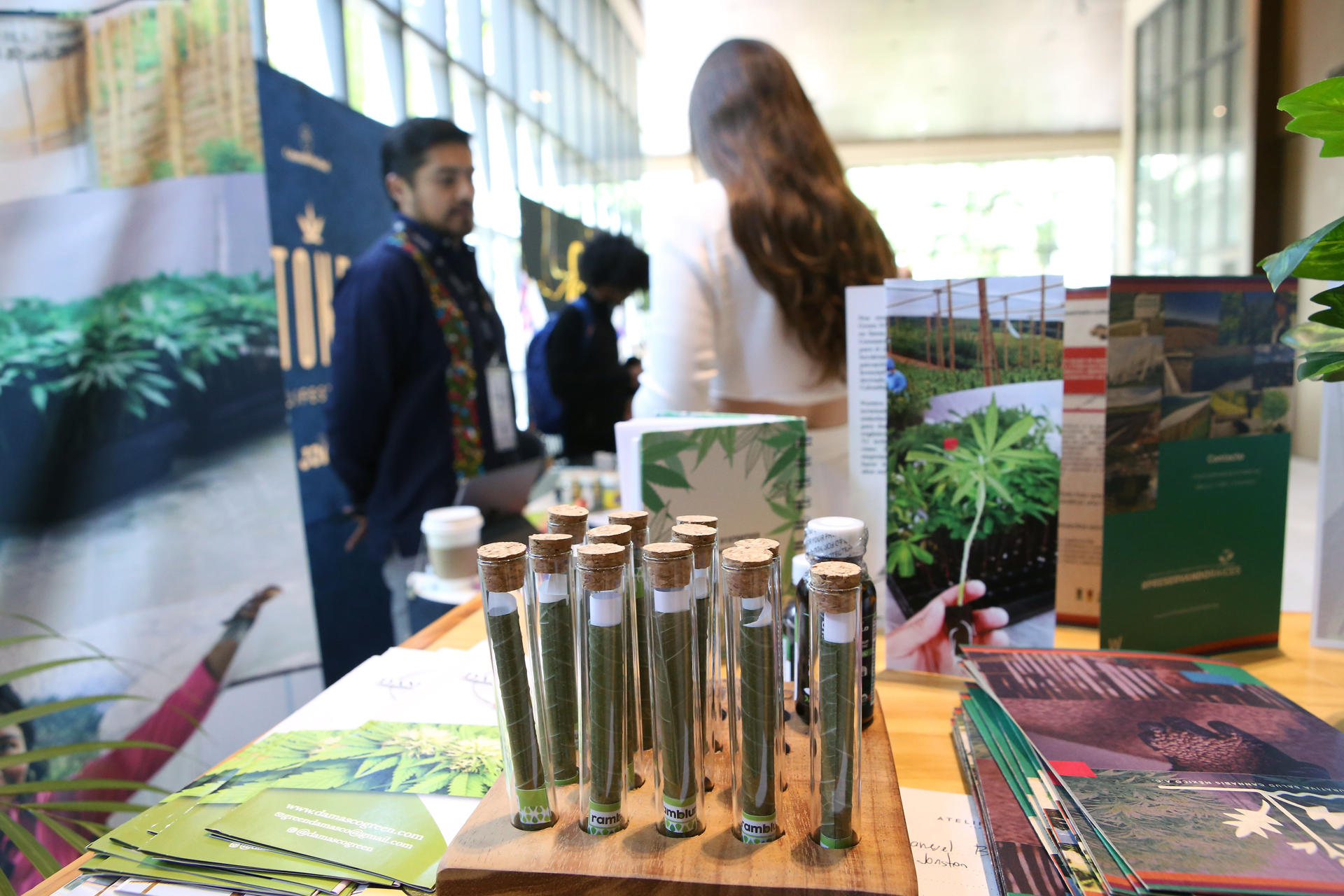 Crece el interés para desarrollar la industria cannábica en México Crece el interés para desarrollar la industria cannábica en México