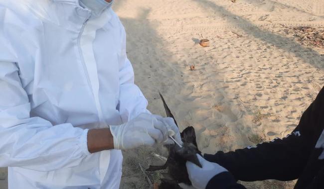 Investigan muerte de cientos de aves en el Pacífico por posible gripe aviar