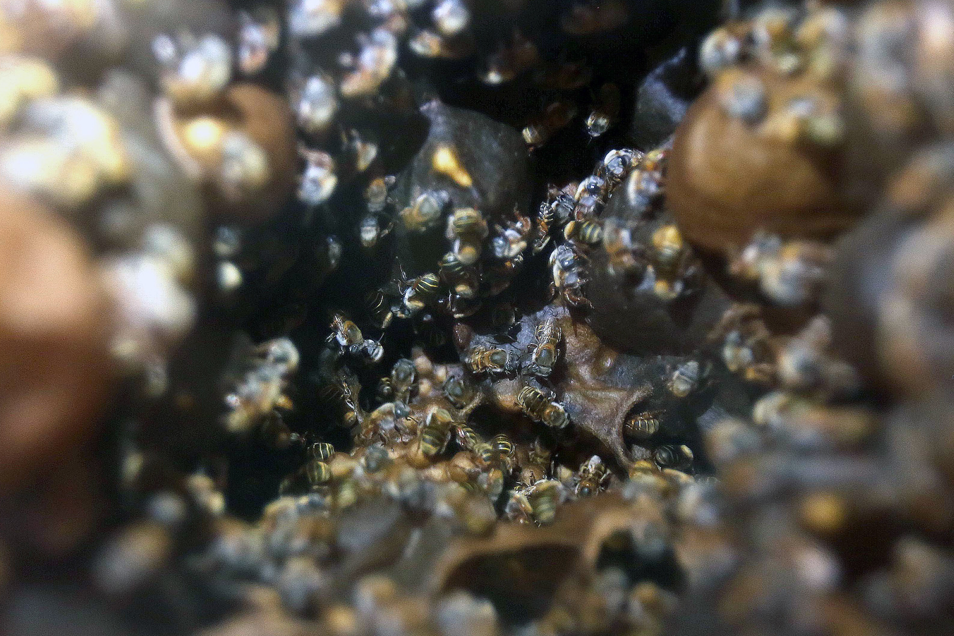 X-Cabil, el pueblo de la zona maya en México que lucha por las abejas