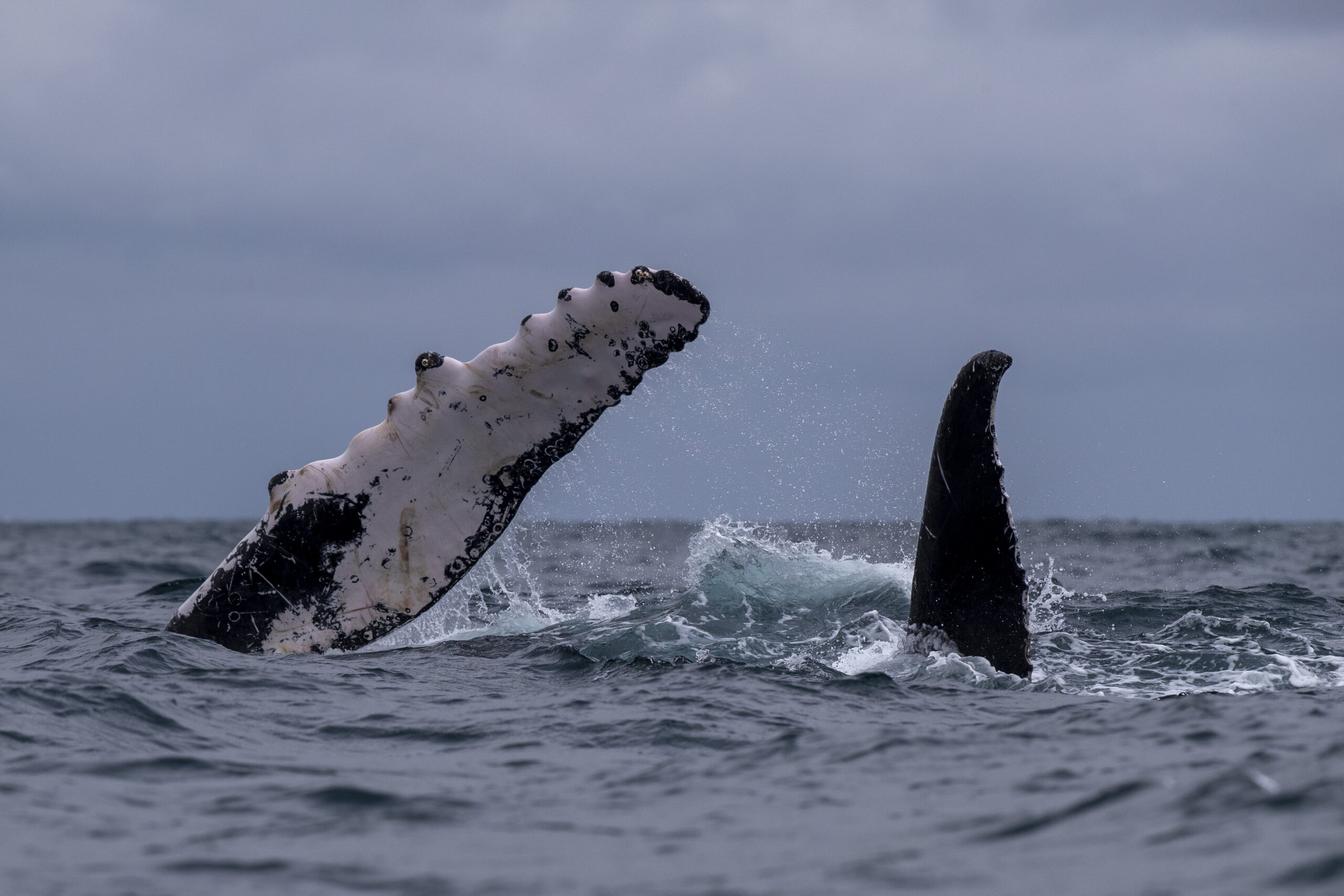 Mueren 51 ballenas piloto tras quedar varadas en una playa de Australia Mueren 51 ballenas piloto tras quedar varadas en una playa de Australia