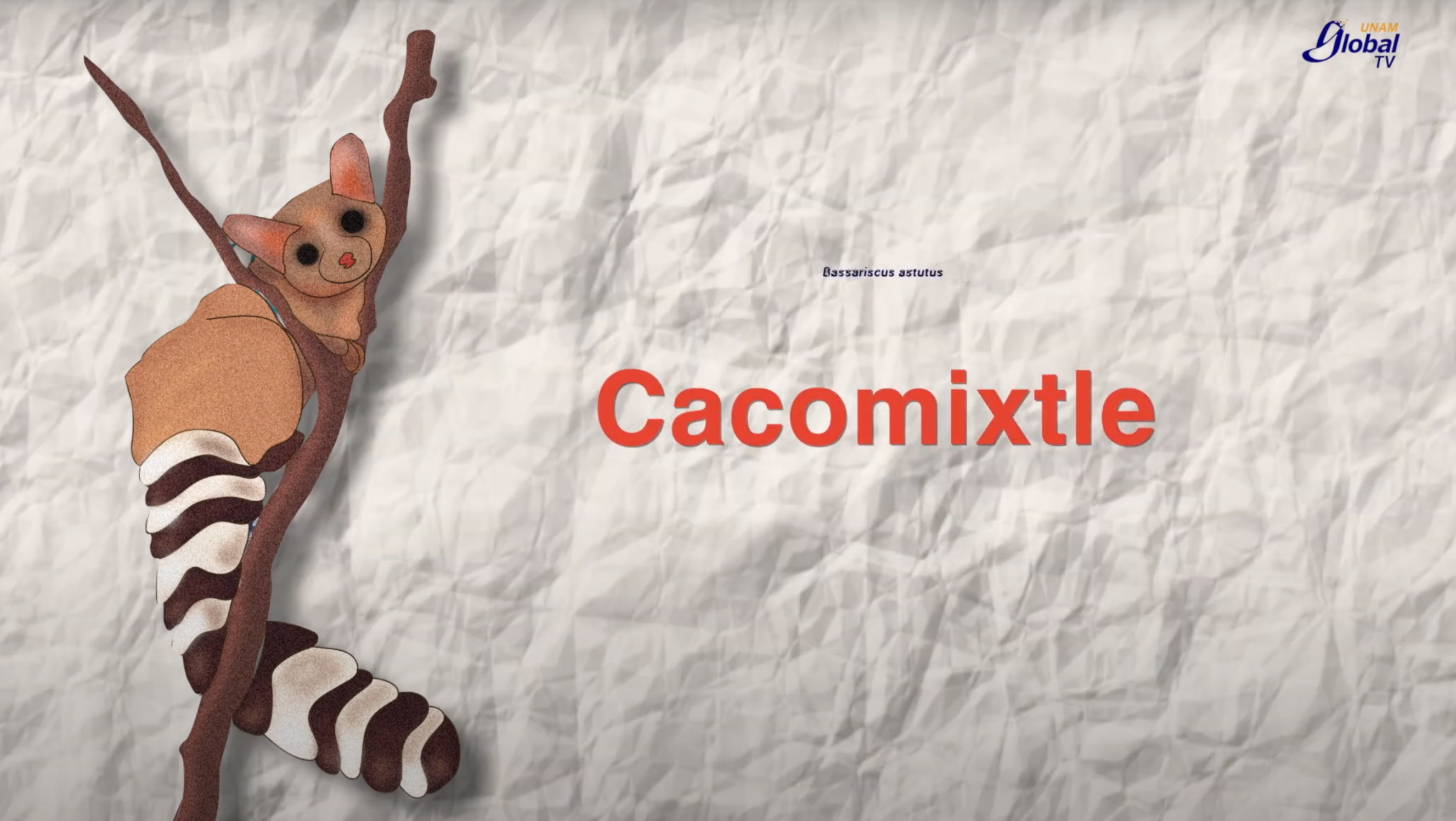 Cacomixtles, nuestros vecinos invisibles