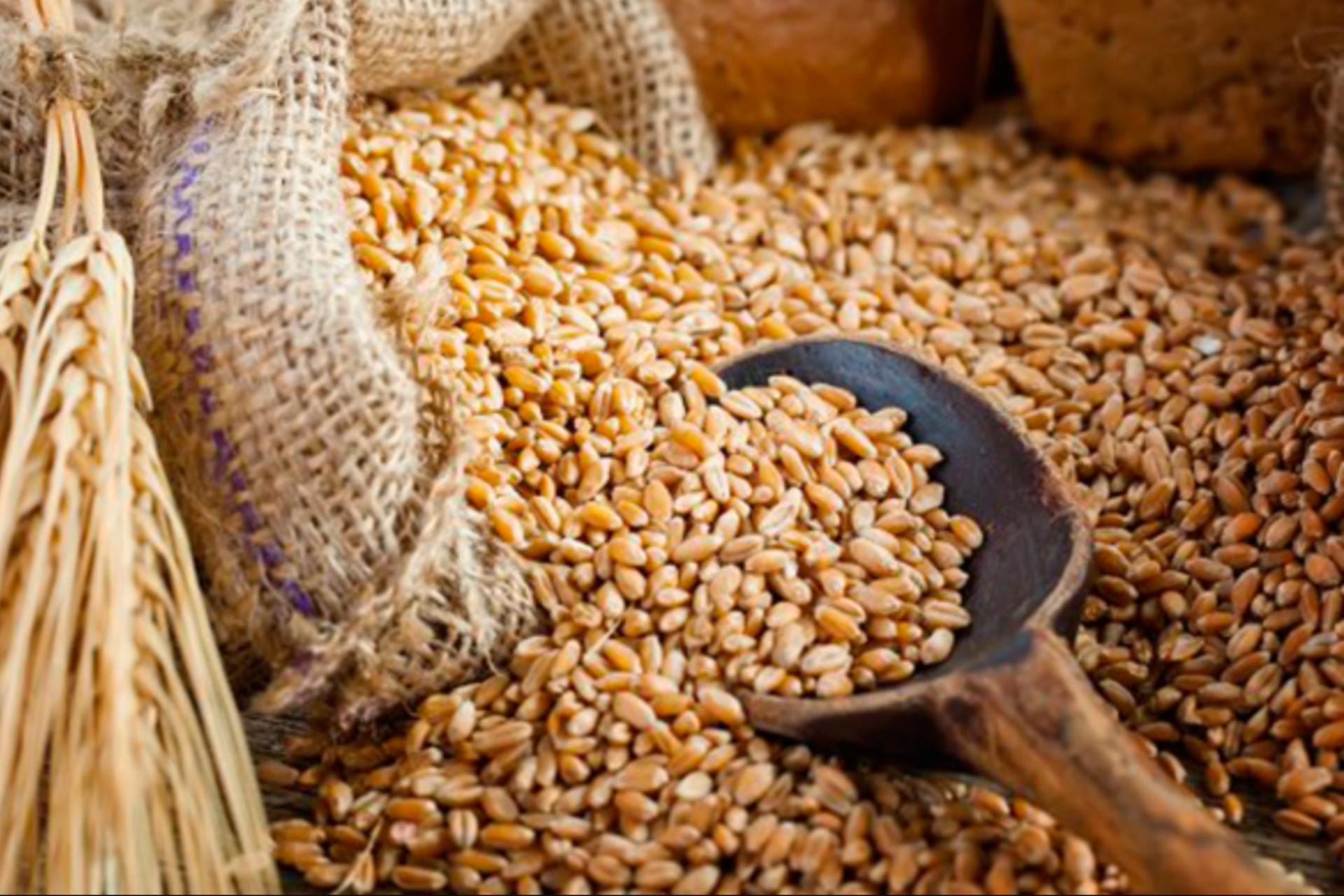 Cebada en grano originaria de Argentina ingresa al mercado mexicano