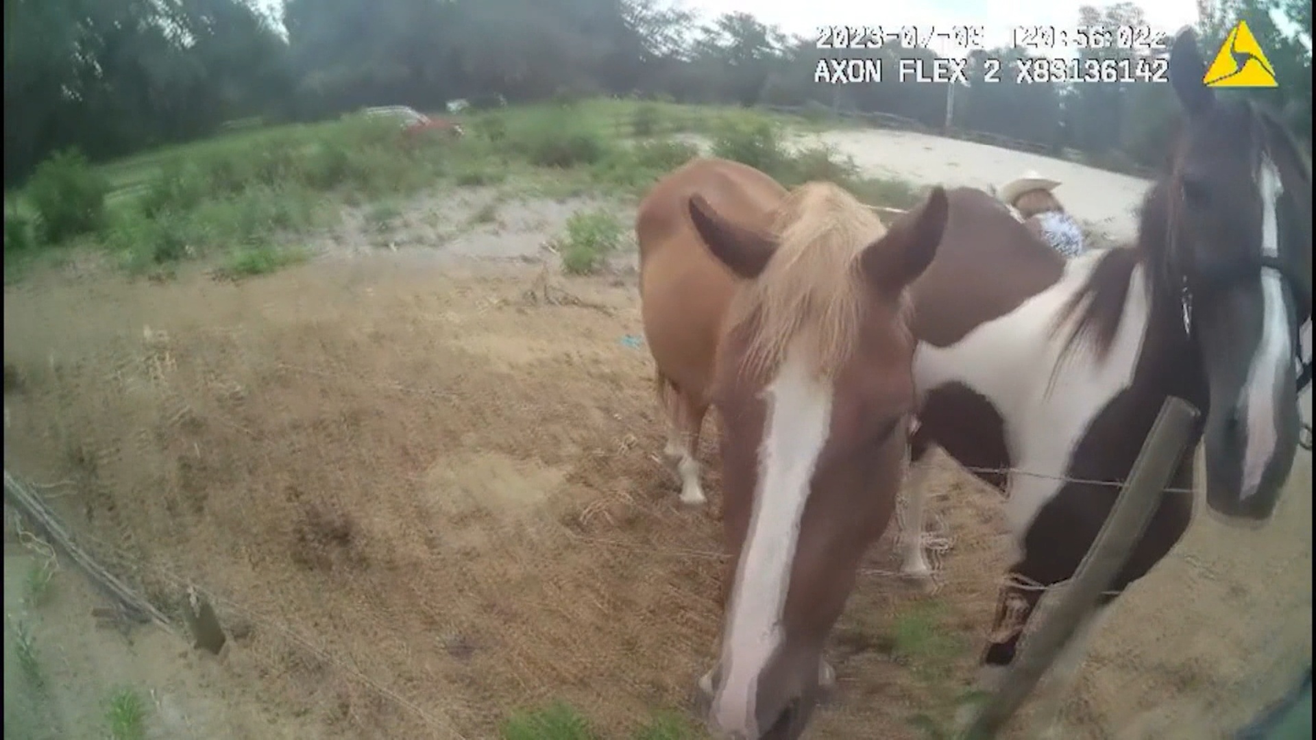 Detienen a dueño de caballos rescatados en grave estado de desnutrición en Florida Detienen a dueño de caballos rescatados en grave estado de desnutrición en Florida