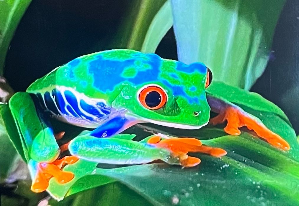 Pura Vida - dz-pura-vida-10