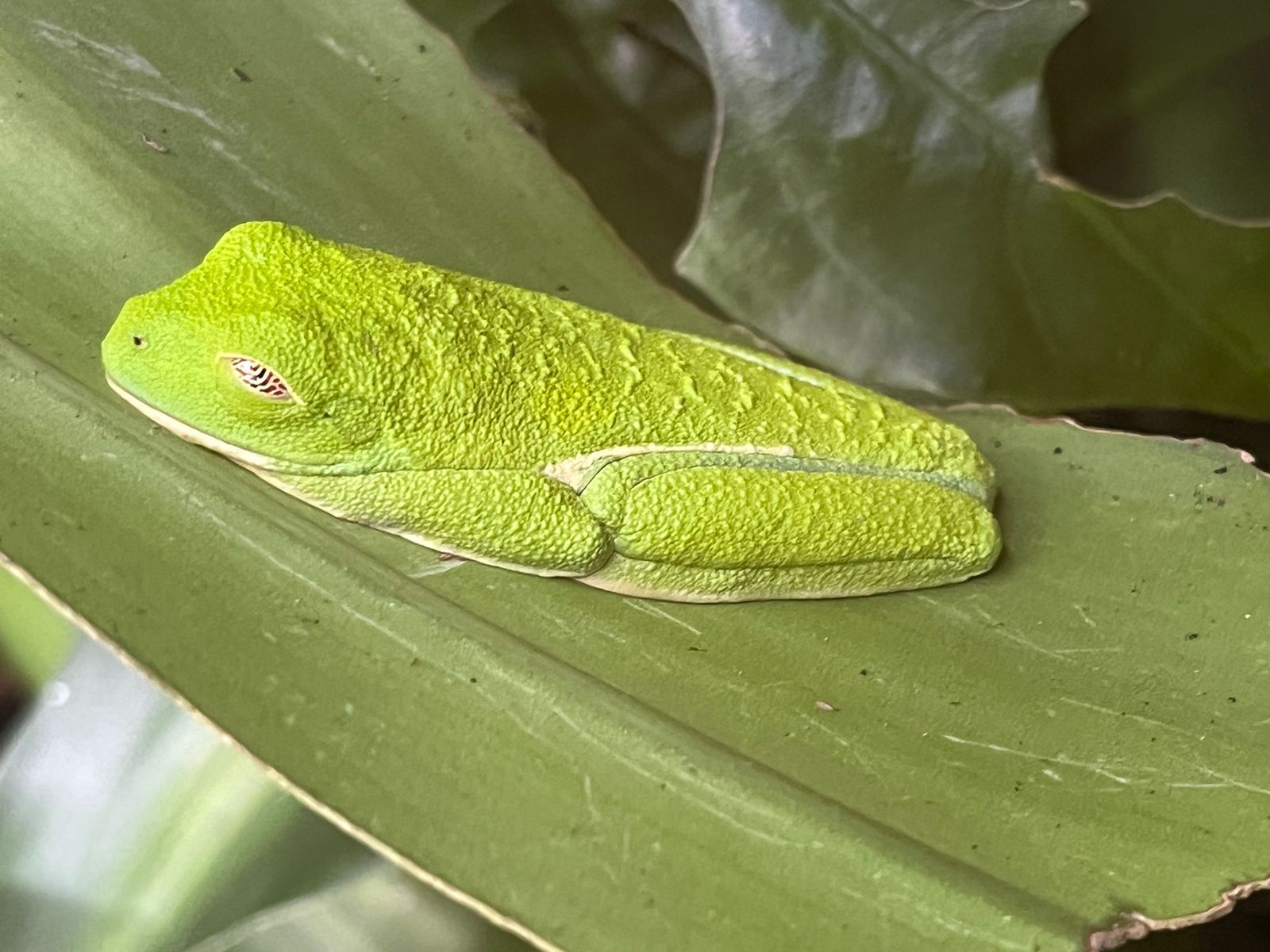 Pura Vida - dz-pura-vida-11