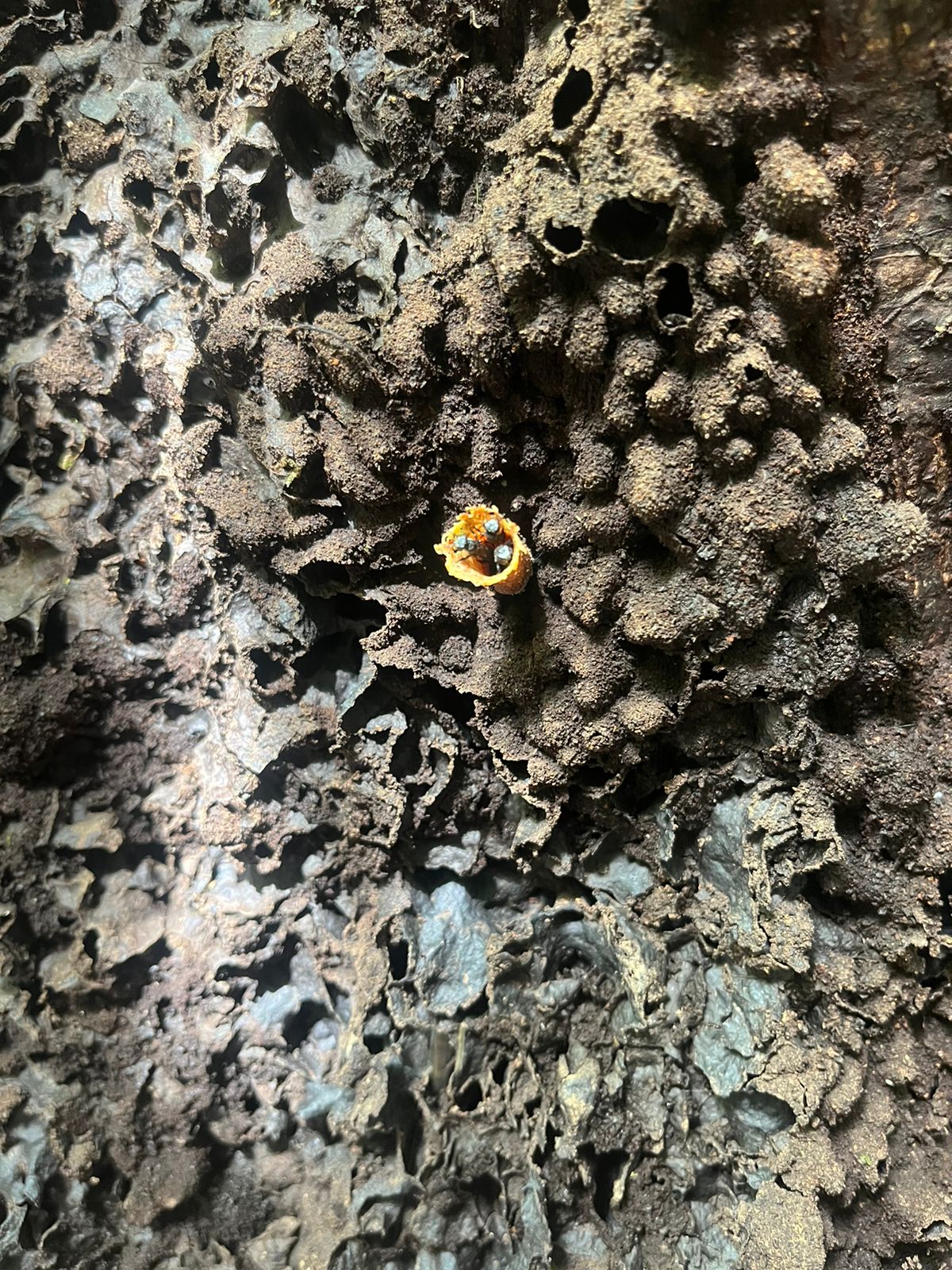 Pura Vida - dz-pura-vida-12