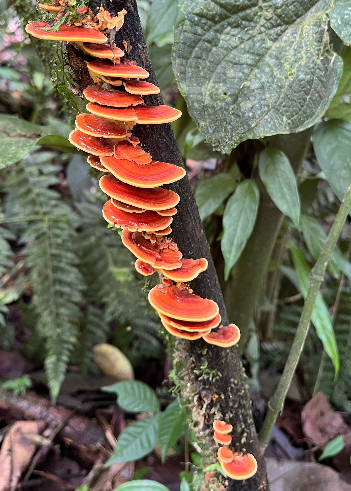 Pura Vida - dz-pura-vida-13