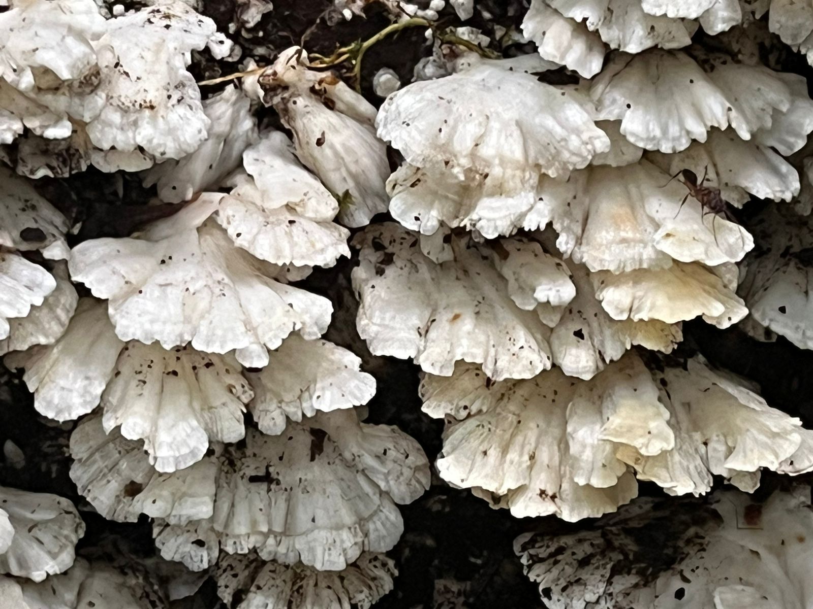 Pura Vida - dz-pura-vida-14