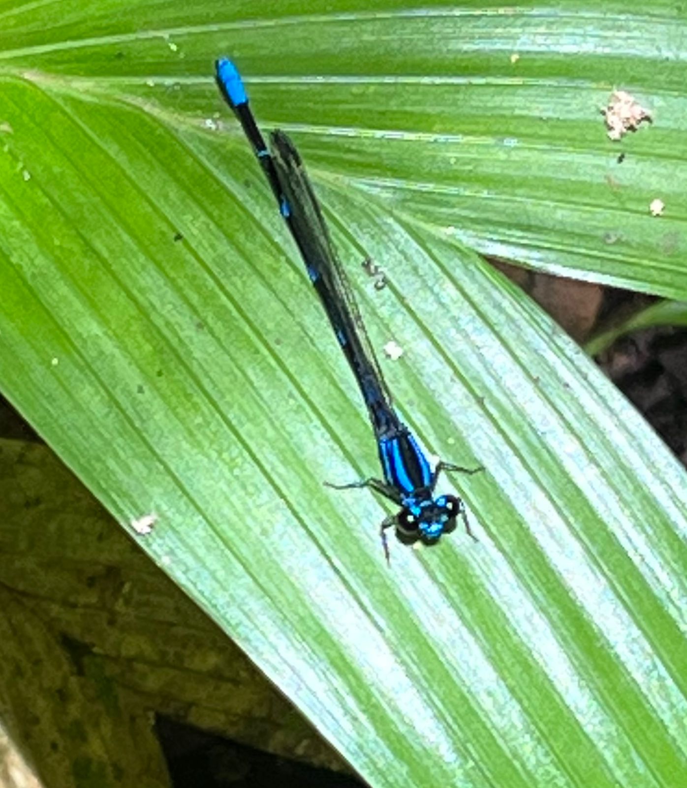 Pura Vida - dz-pura-vida-15