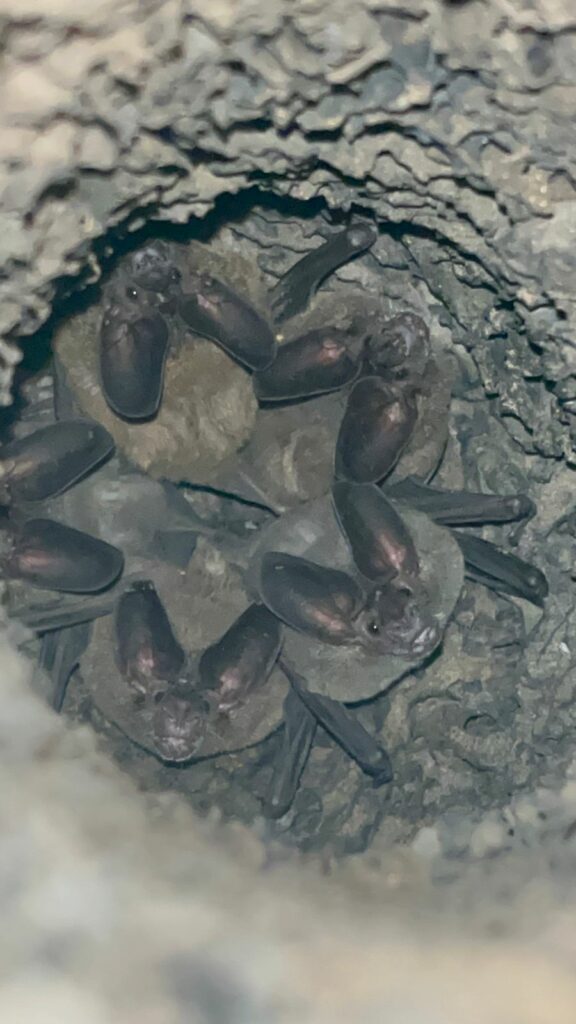 Pura Vida - dz-pura-vida-3-576x1024