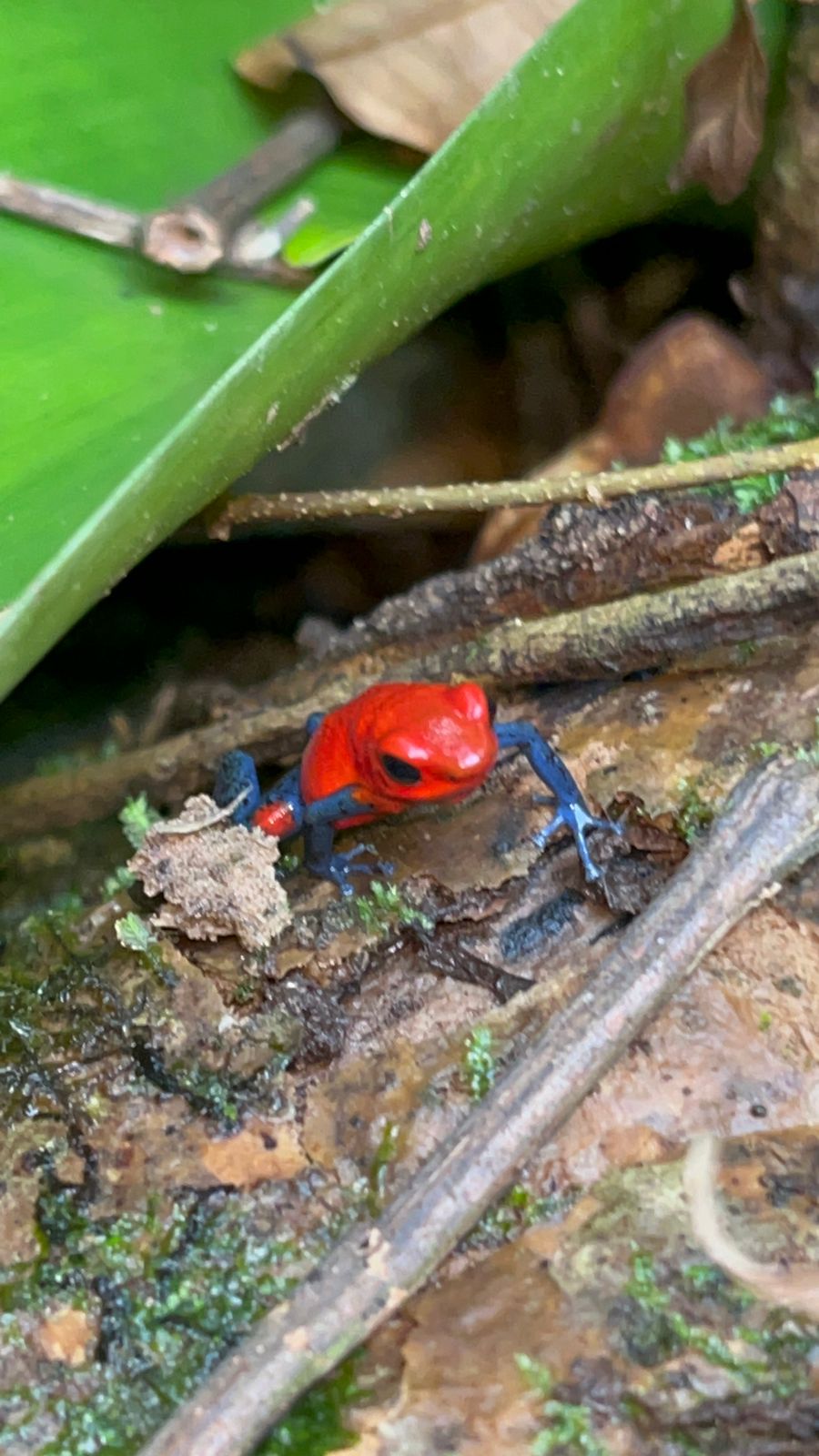 Pura Vida - dz-pura-vida-6