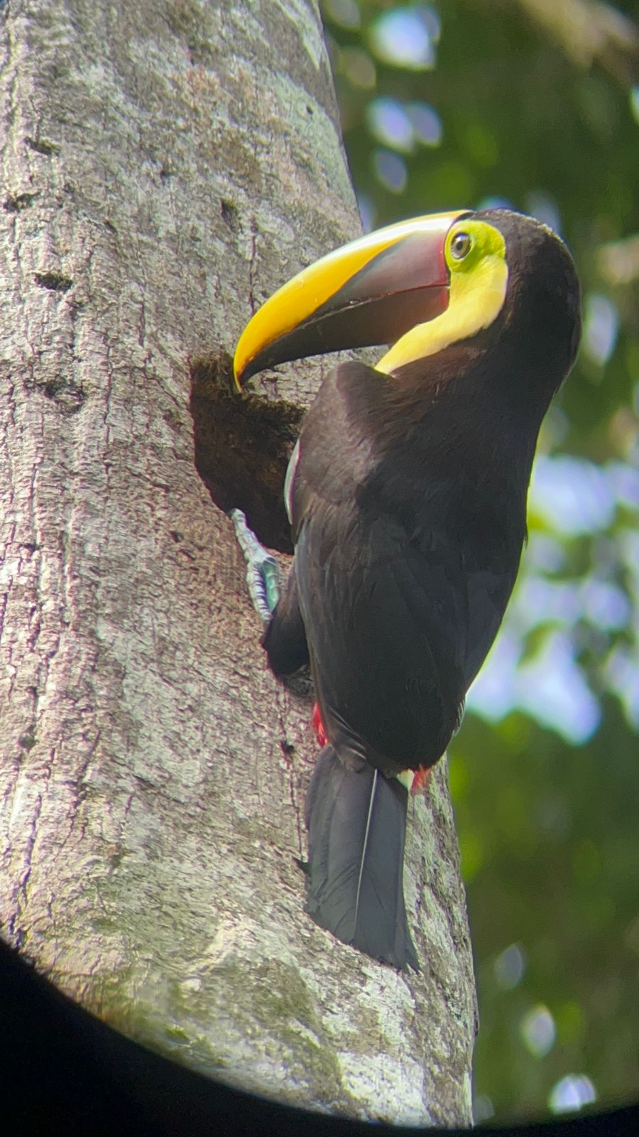 Pura Vida - dz-pura-vida-9