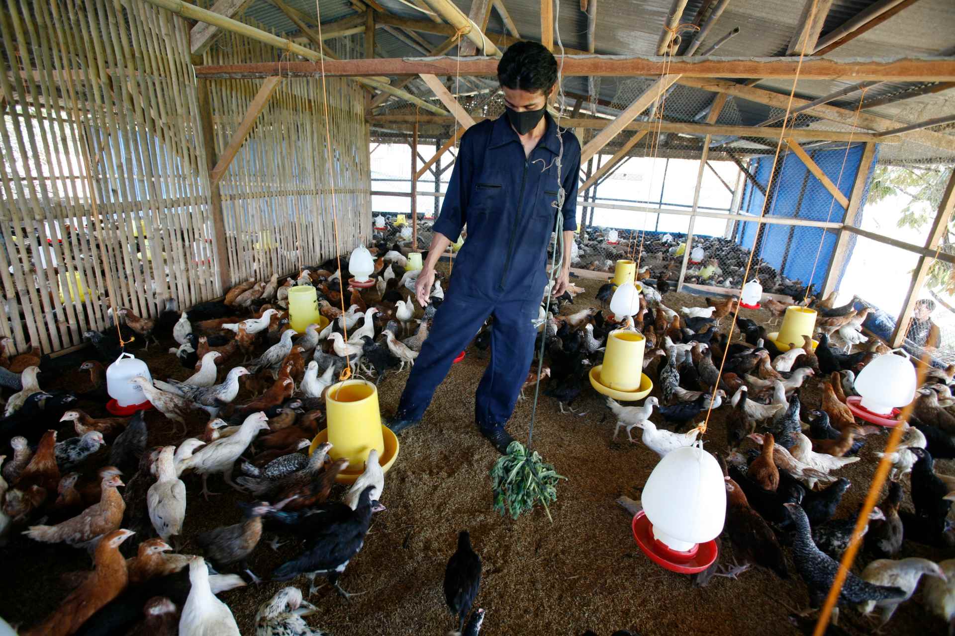 OMS advierte que virus aviar podría mutar para infectar fácilmente a personas