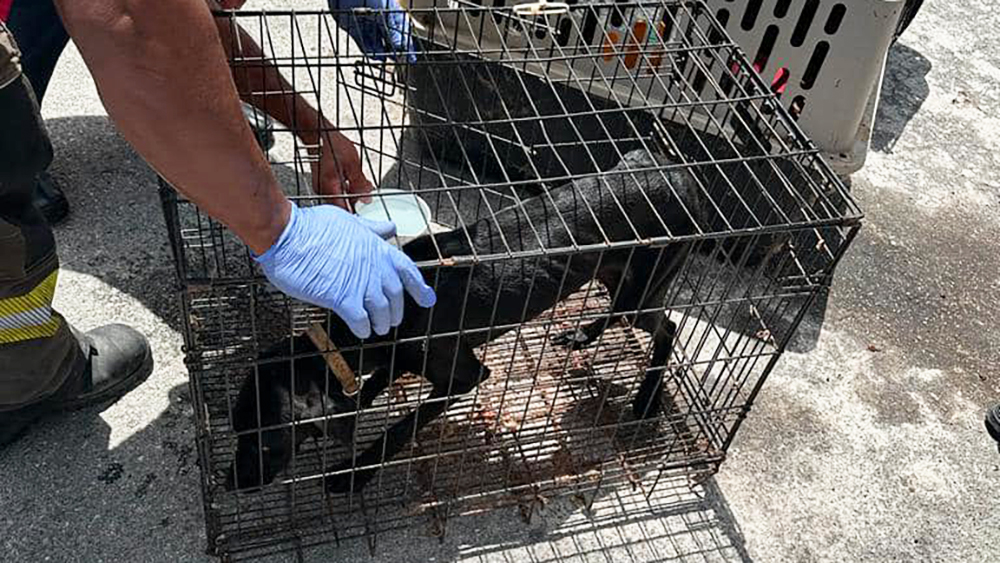 Hallan en Cancún a 23 perros muertos y rescatan a 5 vivos