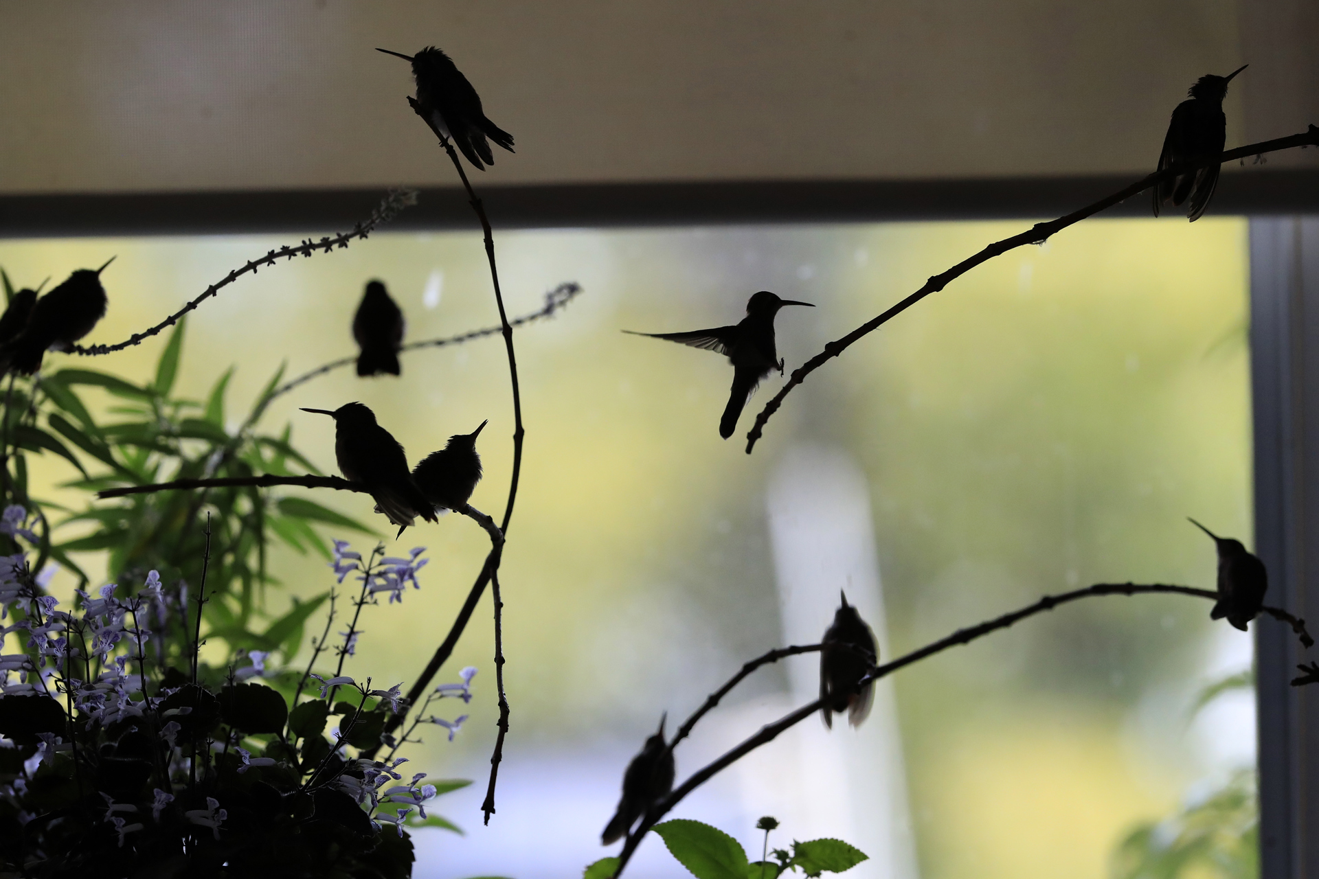 Un “hospital” de colibríes da vida a estas aves en Ciudad de México