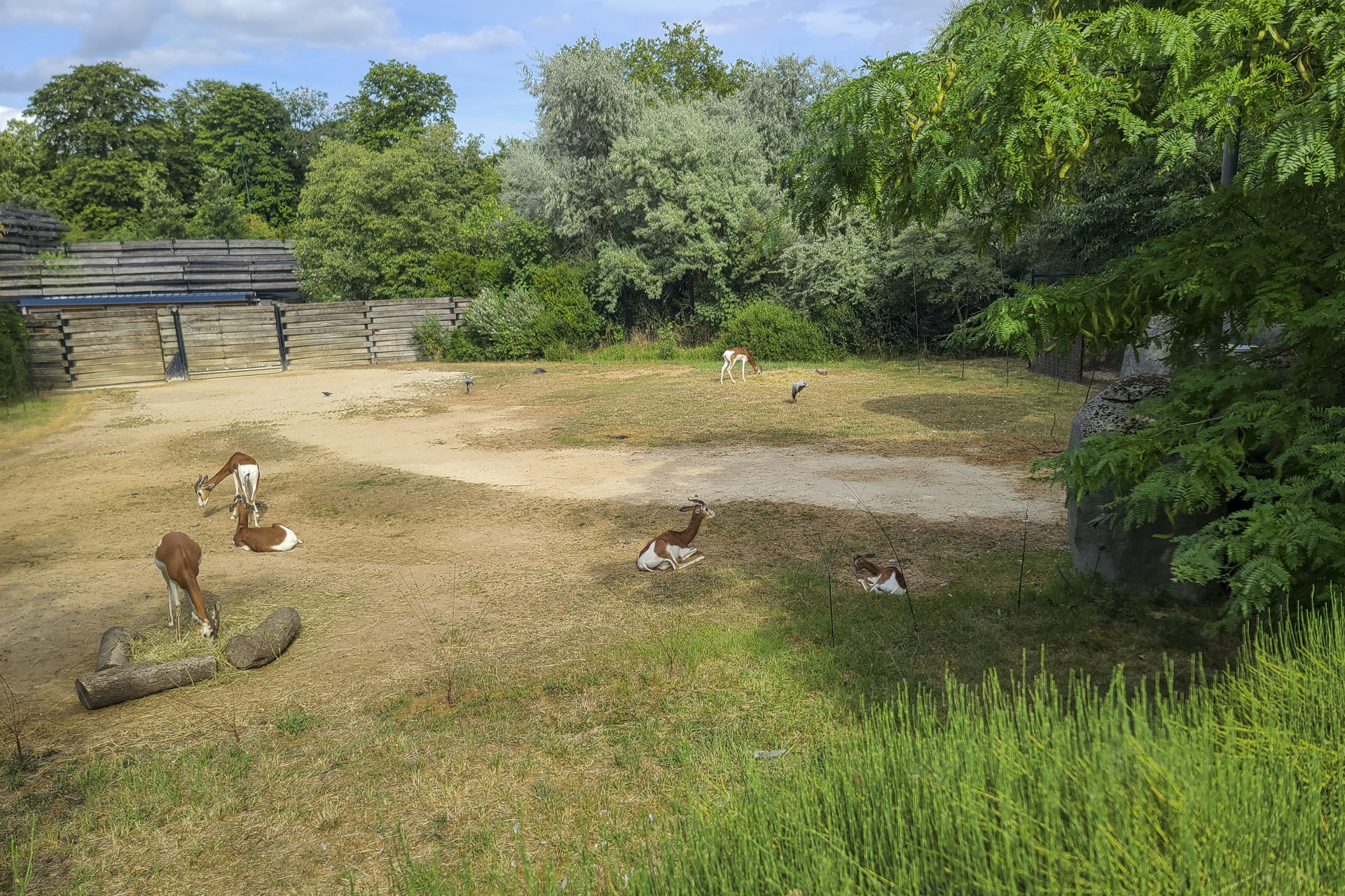 Una gacela de Mhorr, extinta en la naturaleza, nace por primera vez en el zoo de París