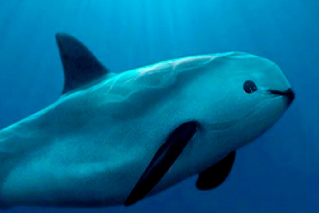 México y ONG confirman el avistamiento de entre siete y diez ejemplares de vaquita marina - vaquita-marina-1024x683