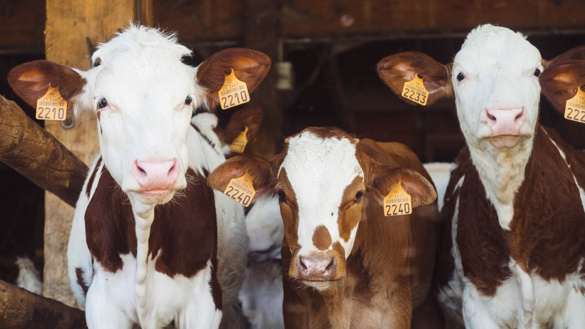 Una pastora de la Sierra de Madrid es premiada en la UE por promover la ganadería orgánica