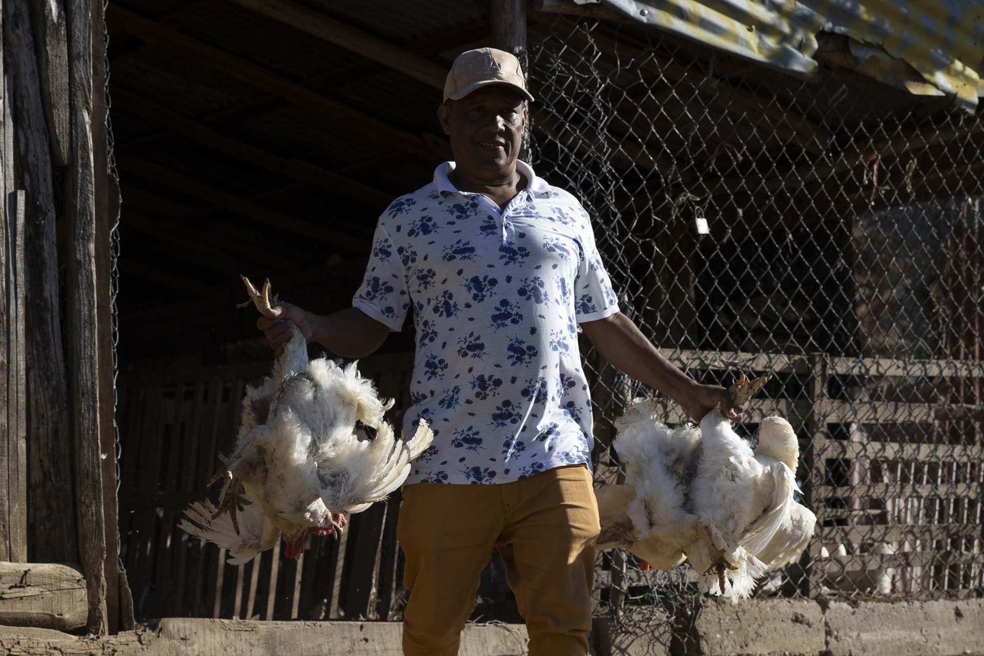 Productores dominicanos regalan sus gallinas para no perder dinero tras el cierre fronterizo
