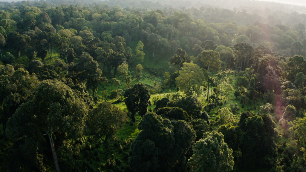 bosques bosque