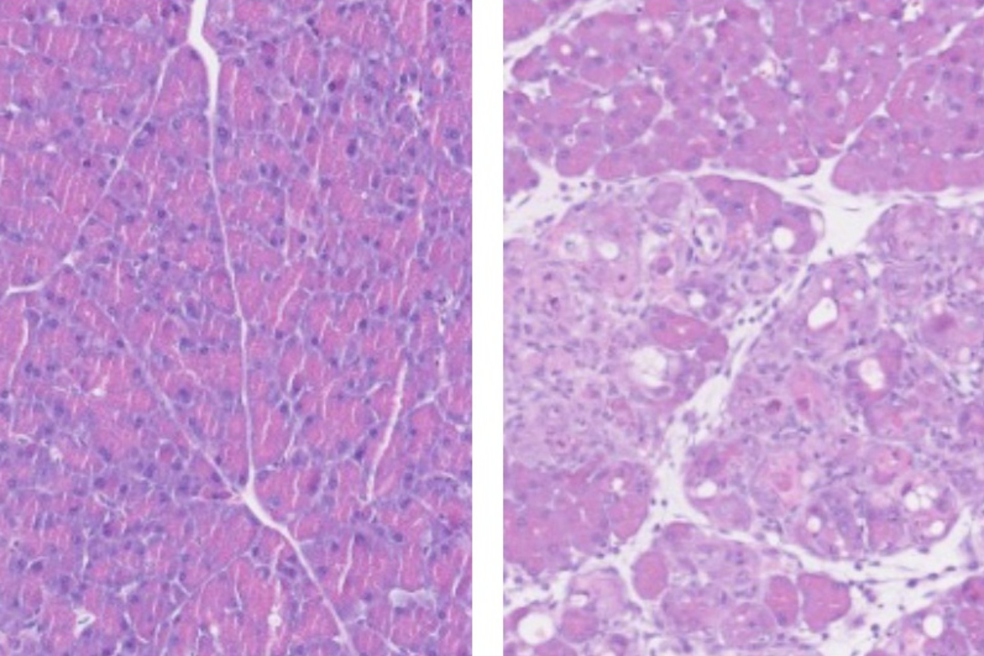 Estudio revela que la vitamina B12 es clave en reprogramar células y regenerar tejidos