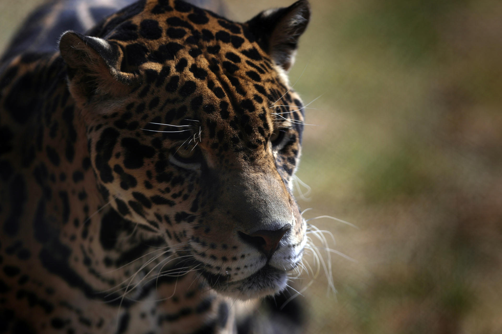 Cámaras trampa registran aumento de jaguares en Yucatán