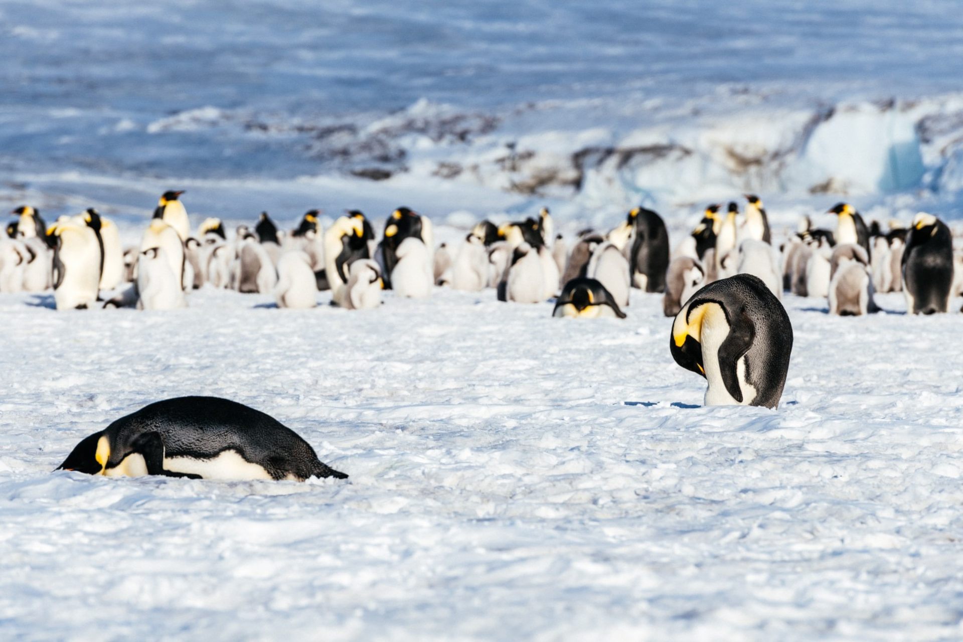 Где живет императорский пингвин. Императорский Пингвин в Антарктиде. Королевский Пингвин в Антарктиде. Императорский Пингвин ареал. Ушуайя пингвины.