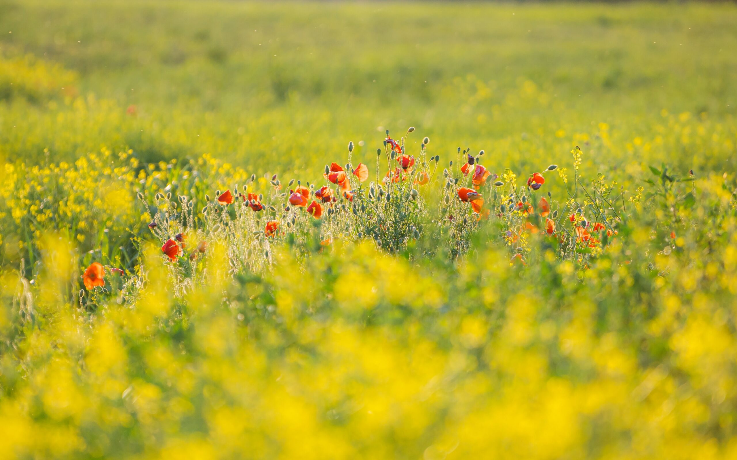 Revisión 2023: mayo