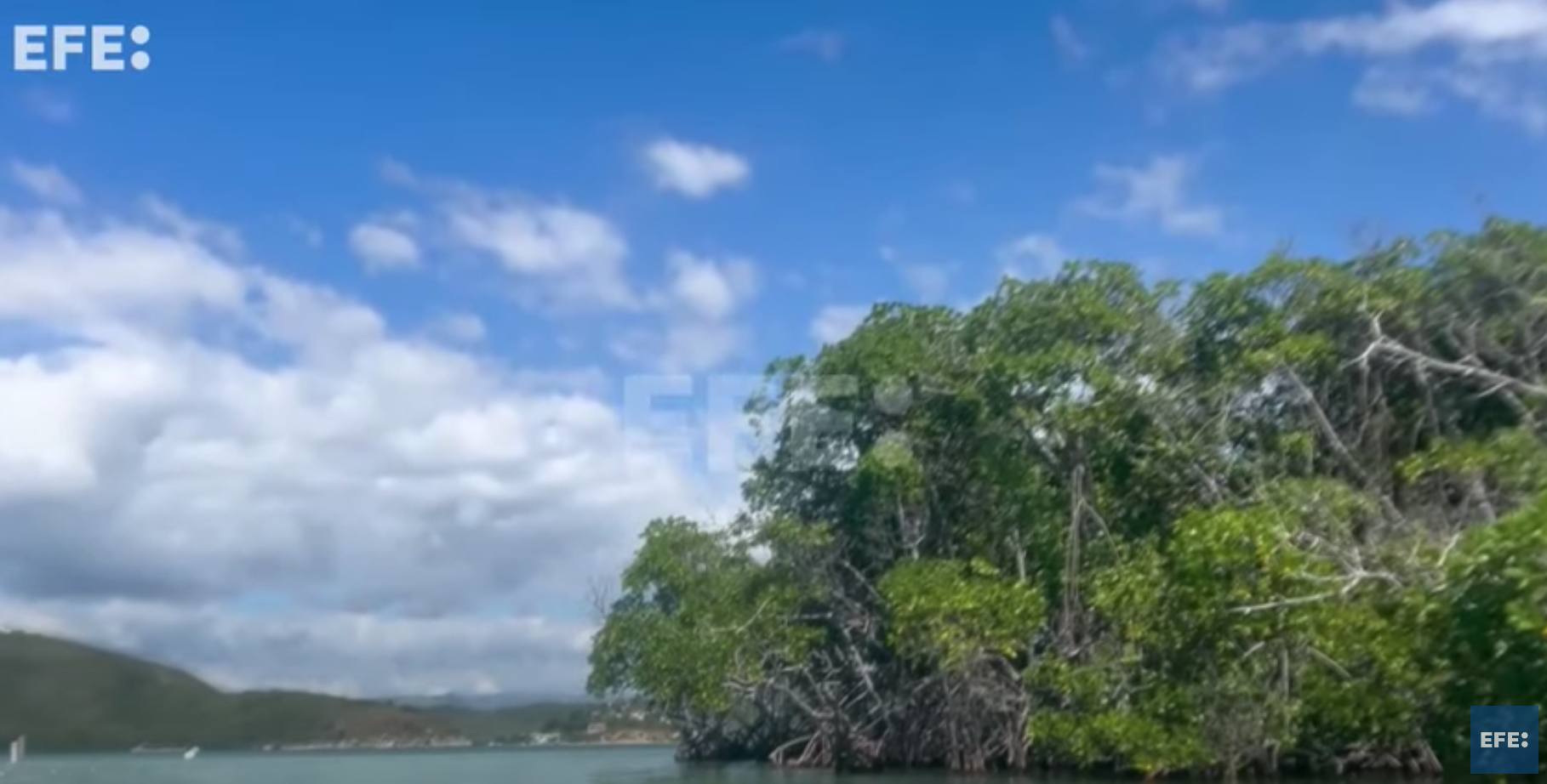 Desarrollan un banco de mangle rojo para enfrentar el cambio climático en Puerto Rico