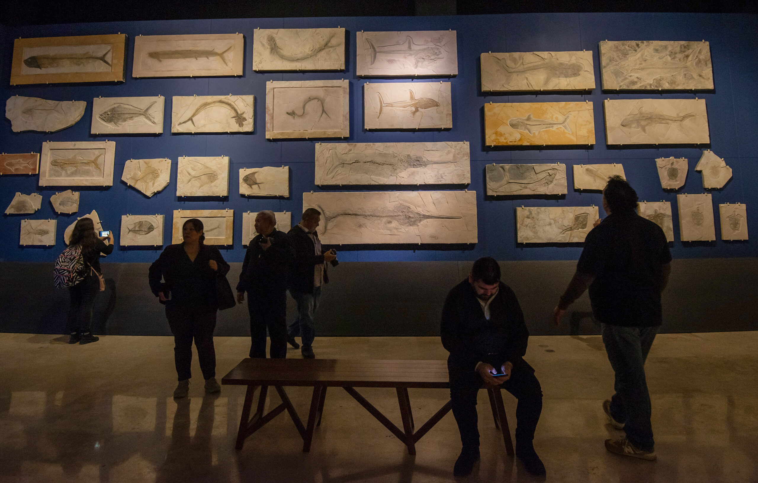 Cientos de fósiles marinos del norte de México se exhiben en el Museo del Noreste