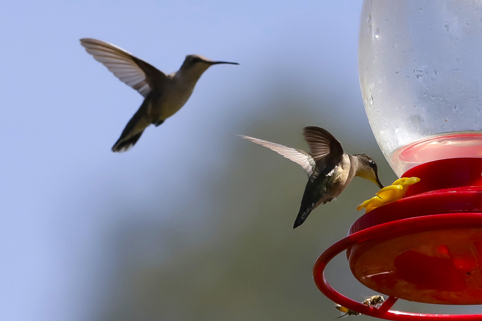 Ambientalista crea un santuario para proteger a los colibríes en el centro de México