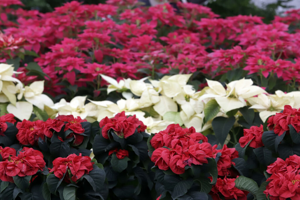 Flores de Nochebuena llenan de alegría y color los hogares en México - flor-nochebuena-atlixco-puebla-3-1024x683