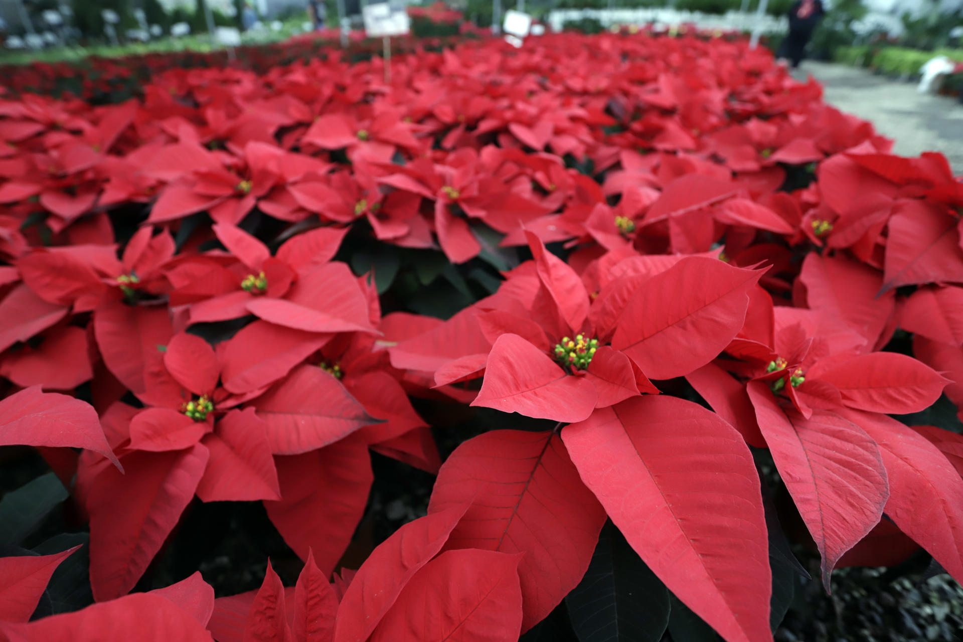 Flores de Nochebuena llenan de alegría y color los hogares en México
