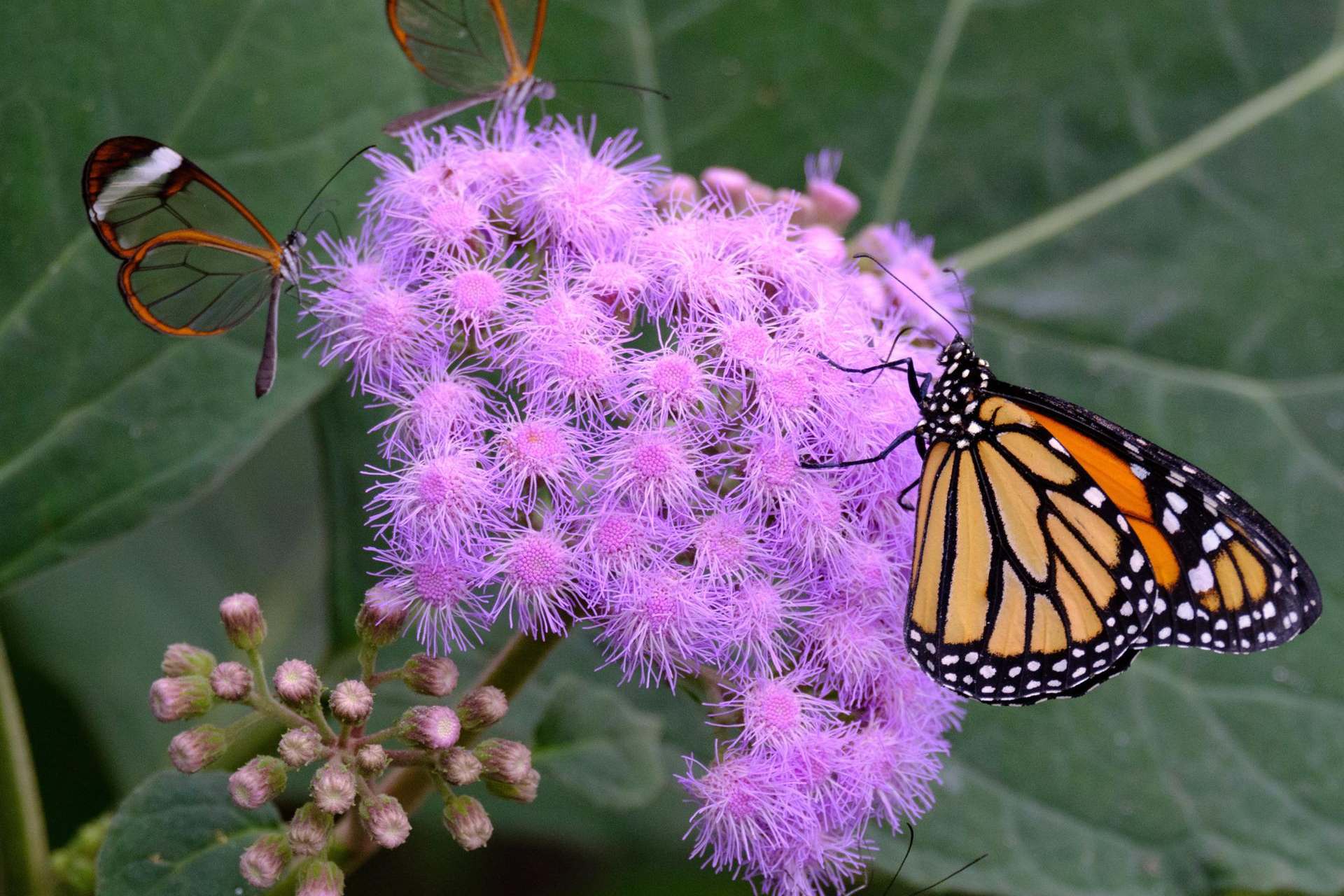 Insectos más comunes, básicos para la biodiversidad, los que más están desapareciendo