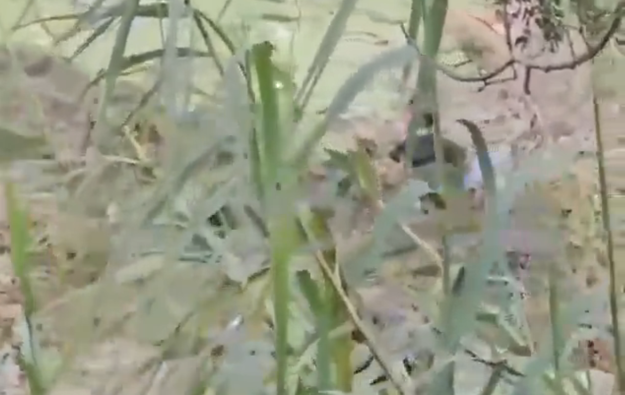 Confirman muerte de dos migrantes ahogados en la frontera de Texas y Tamaulipas