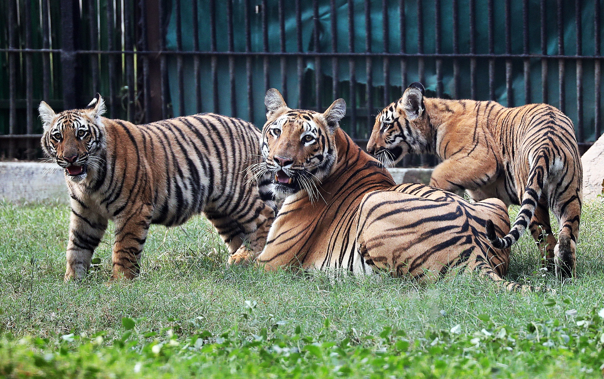 Presentan a los primeros 2 tigres de Bengala nacidos en cautiverio en 18 años en Nueva Delhi Presentan a los primeros 2 tigres de Bengala nacidos en cautiverio en 18 años en Nueva Delhi